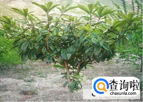 枇杷树移栽时间及方法是什么