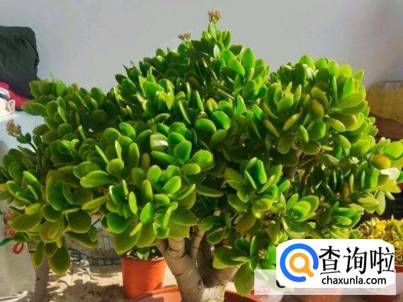 最好养的大型盆栽植物有哪些