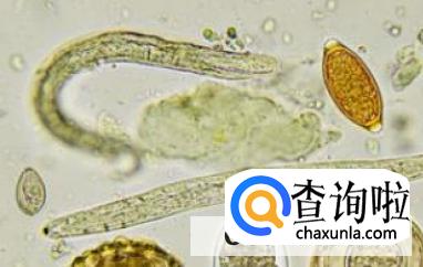 南瓜子的作用