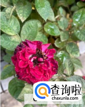 该怎样给月季花除虫
