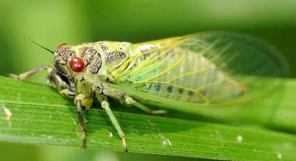 摸爬叉什么意思