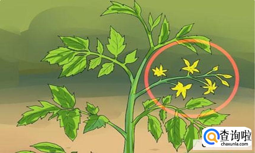番茄要怎么修剪才合适