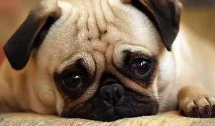 狗狗为什么总是流眼泪