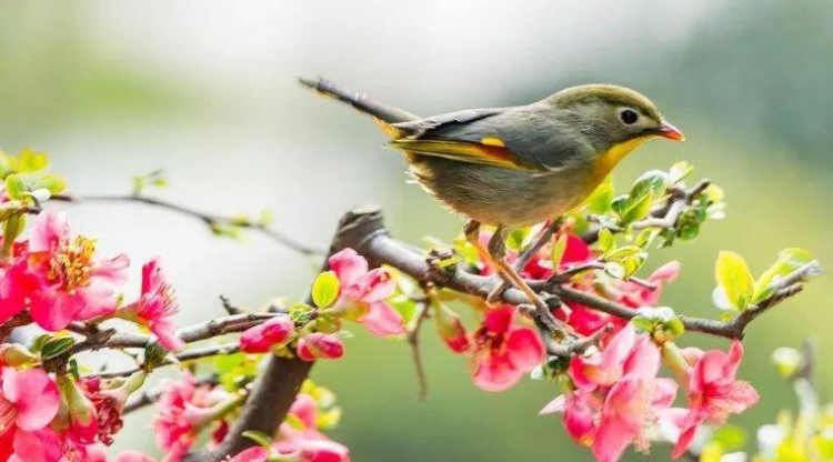 关于春天的诗有哪些