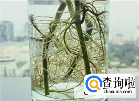 柳枝制作生根水浸泡几天合适