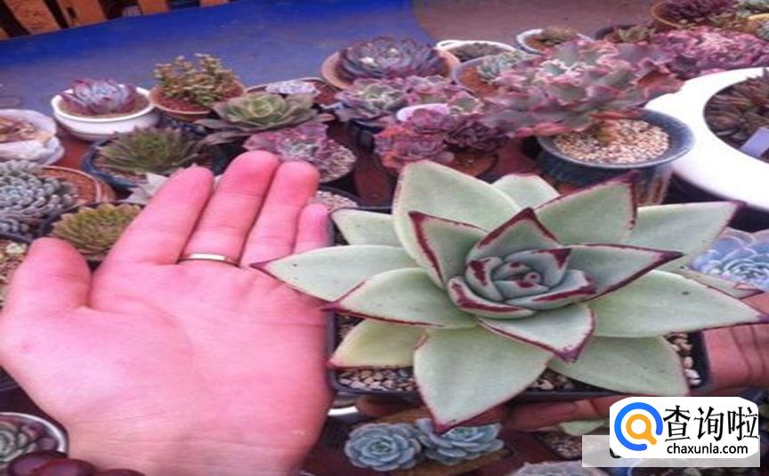 樱花锦多肉怎么养活呢