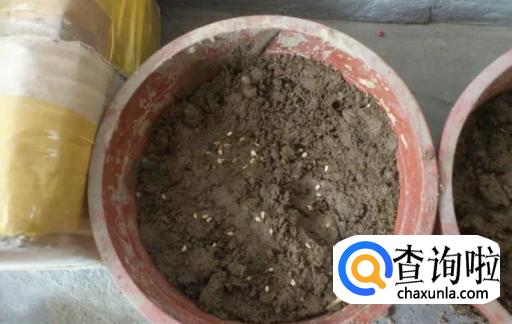 如何种植西红柿?