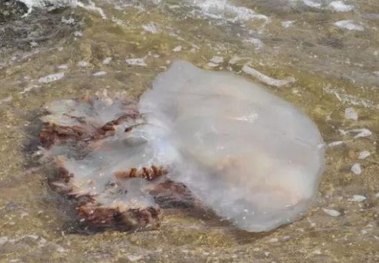 海蜇是水母吗