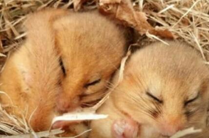 冬眠的动物有什么？