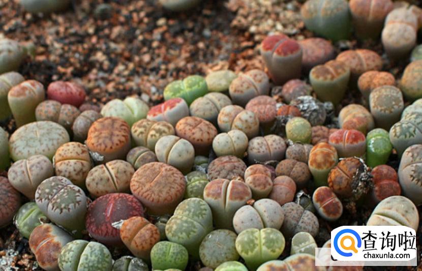 多肉植物怎么养护？