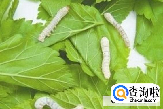 桑叶如何保存才可以给蚕宝宝吃