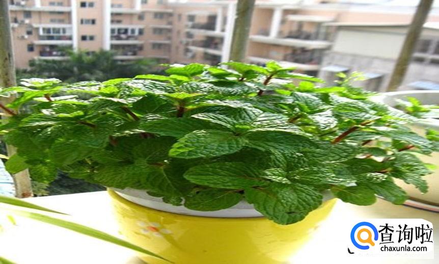 种薄荷种子的方法是怎么样的