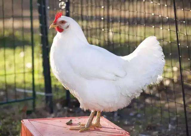 明月依旧照乾坤的生肖