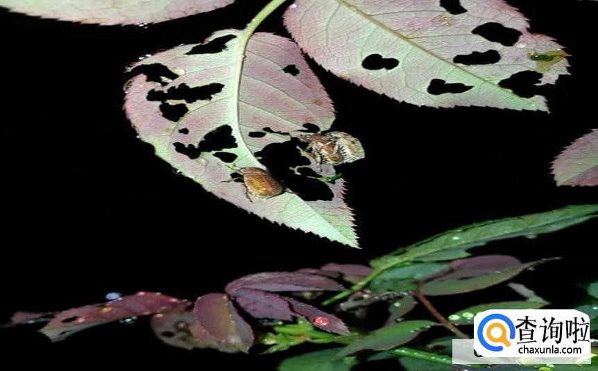 月季花上有黑色的虫子处理方法