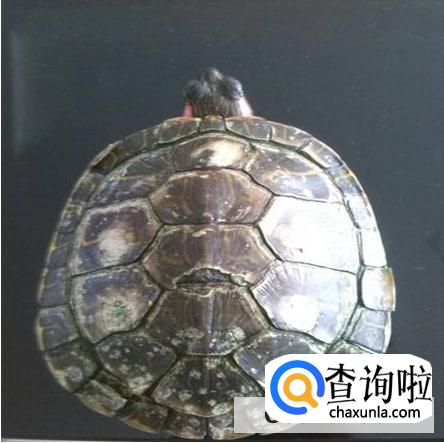 乌龟长大如何换壳