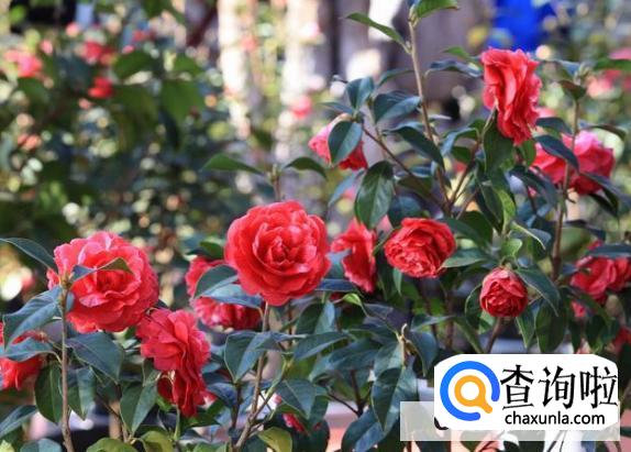 最好养的大型盆栽植物有哪些