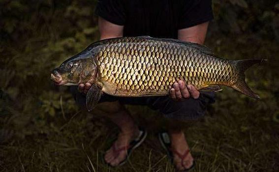 为什么鲤鱼在美国成了祸害