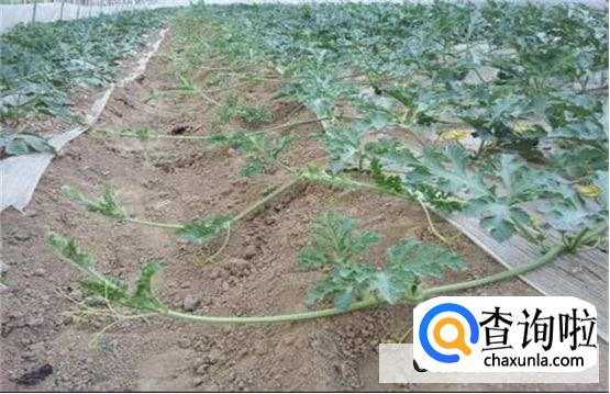 怎样给西瓜整枝