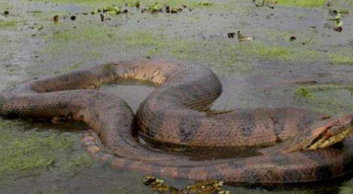 世界上最长的蛇