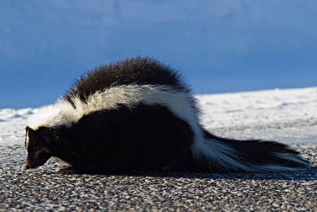 臭鼬喜欢吃什么食物