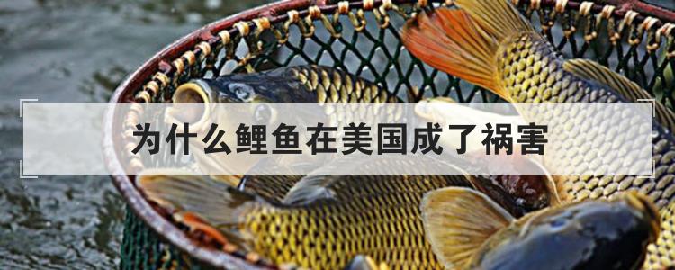 为什么鲤鱼在美国成了祸害