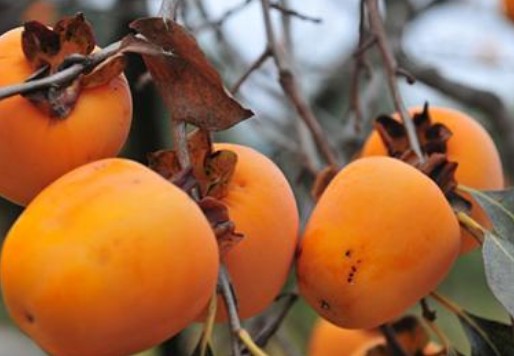 柿子的功效与作用