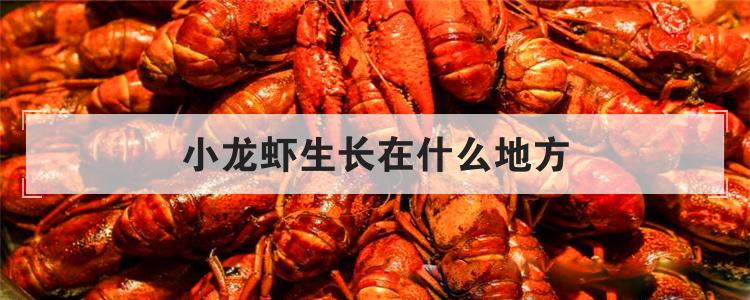 小龙虾生长在什么地方