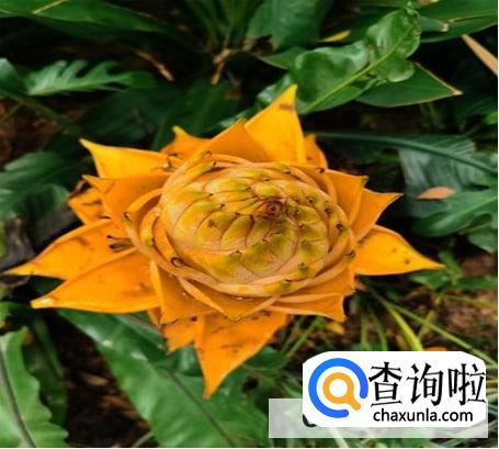 怎么养佛花千瓣金莲