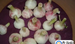 在家怎样腌制糖蒜
