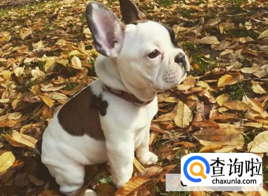 辨别法牛品相的方法有哪些