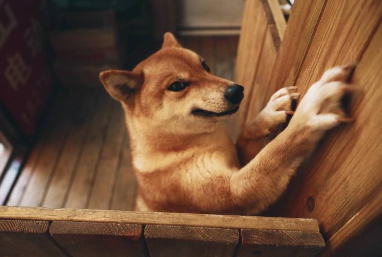 犬与狗的区别