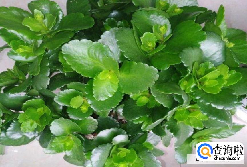 常寿花夏天怎样养护较好