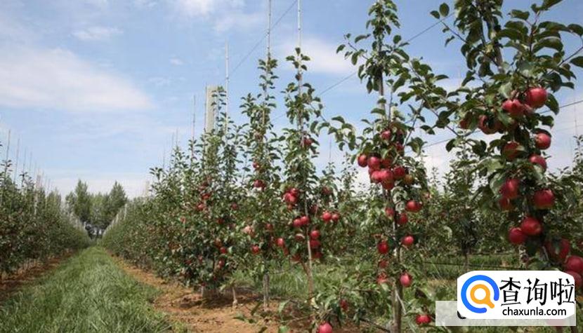 苹果树什么时候种植最好