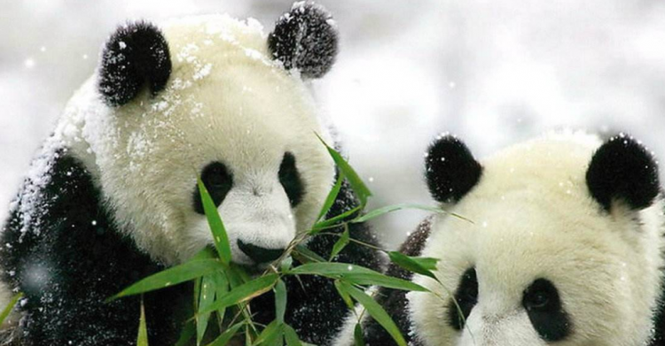 熊猫刻板行为是什么