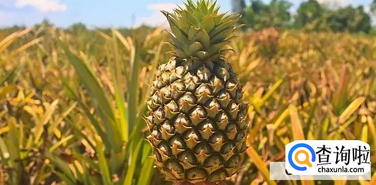 菠萝上火还是下火br