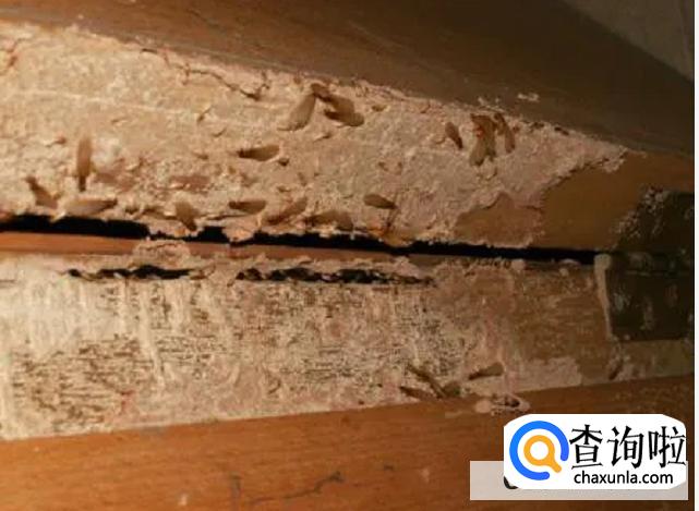 门框里面有白蚁,怎样才能消灭
