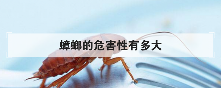 蟑螂的危害性有多大