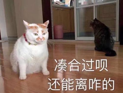 为什么我们说嫁鸡随鸡 嫁狗随狗