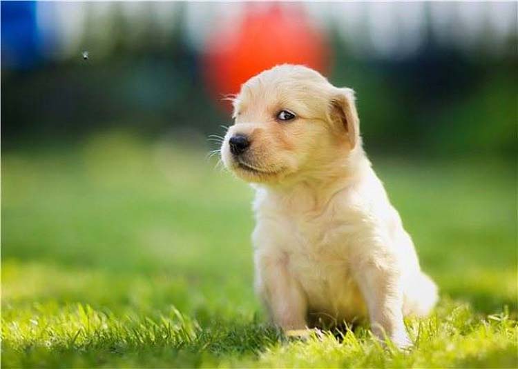 犬与狗的区别
