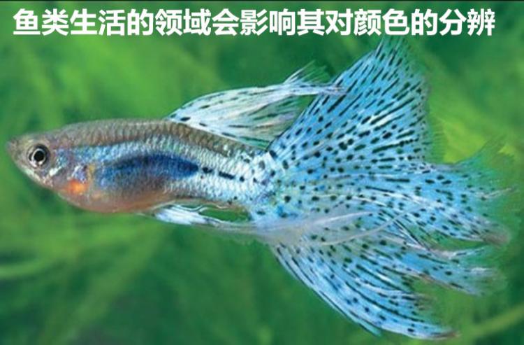 鱼是不是色盲