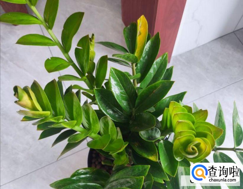 花的叶子为什么变黄？