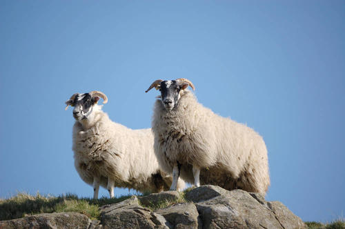 慈乌反哺打一动物