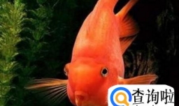 风水鱼如何养?