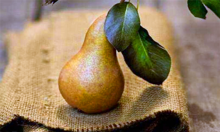 pear是什么意思