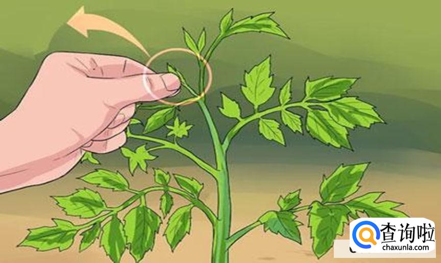 番茄要怎么修剪才合适