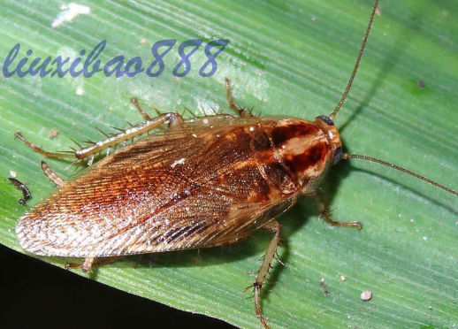 蟑螂为什么会飞