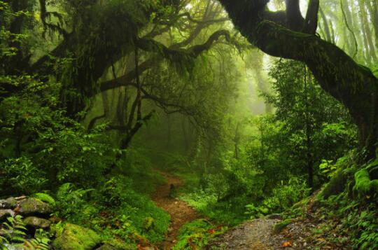 森林的主要作用有哪些