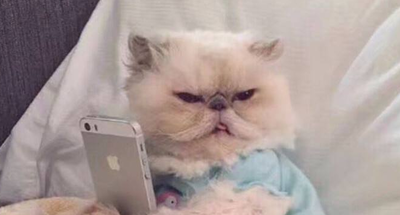 吸猫摊是什么职业