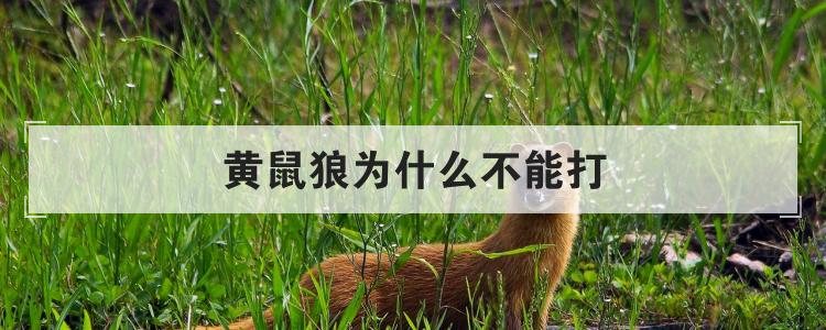 黄鼠狼为什么不能打