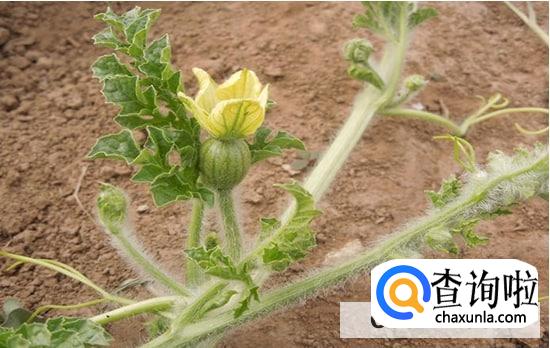 怎样给西瓜整枝